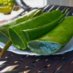 Aloe Vera: Benefícios, Receitas e Como Usá-la no Combate à Acne